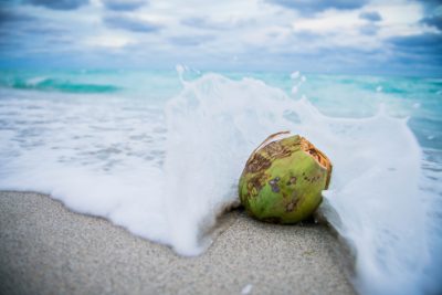 coconut coast fragrance