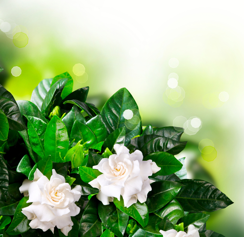 Gardenia fragrance