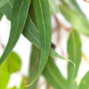 eucalyptus spearmint fragrance