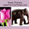 Rose Champa fragrance