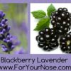 blackberry lavender fragrance