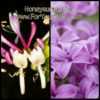 Honeysuckle Lilac fragrance
