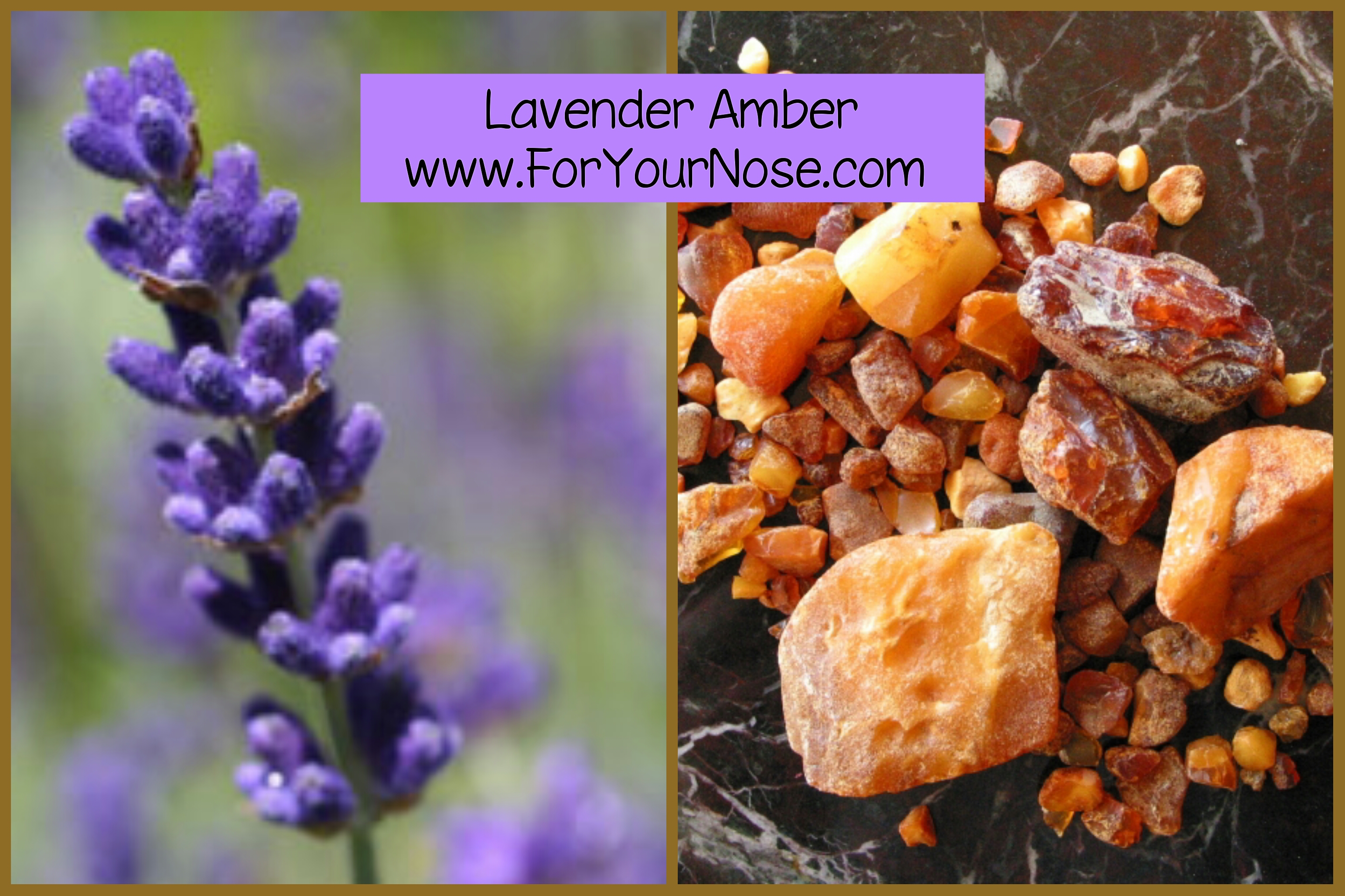 lavender amber fragrance