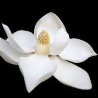 Magnolia & Orange Blossom fragrance at ForYourNose.com