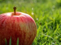 apple dumpling fragrance